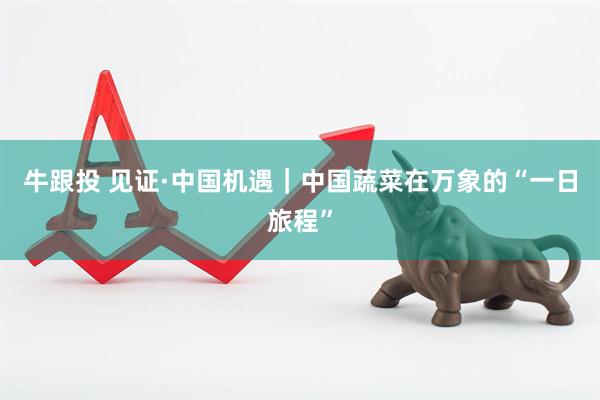 牛跟投 见证·中国机遇｜中国蔬菜在万象的“一日旅程”