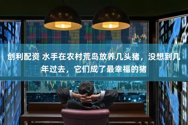 创利配资 水手在农村荒岛放养几头猪，没想到几年过去，它们成了最幸福的猪